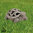 Deko Figur Schildkröte aus Zement Grau 18 cm