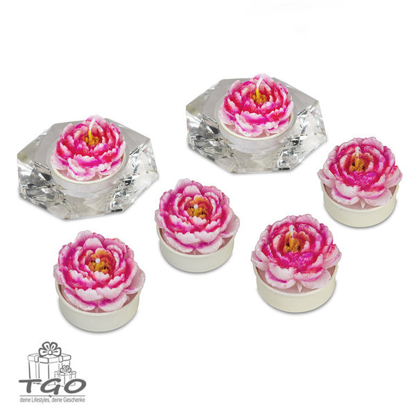 Formano Deko 6 Teelichter Pfingstrose rosa  im Geschenkkarton